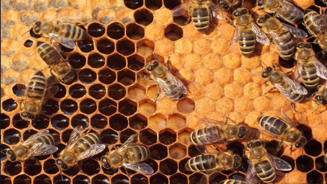 Korištenje pčela za mjerenje zagađenja u gradu